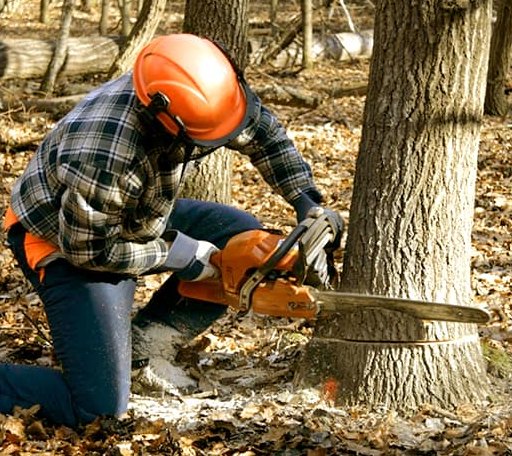 Tree Removal in Leiter, WY